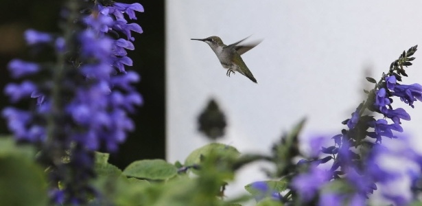 Beija-flor voa sobre jardim da Casa Branca em Washington (EUA) - Larry Downing /Reuters