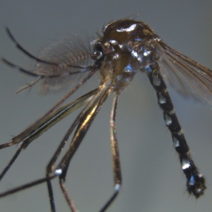 Cientistas franceses anunciaram uma nova espécie de mosquito encontrada na ilha de Mayotte, no oceano Índico, perto da África, que pode ser um potencial transmissor do vírus Chikungunya - Vincent Robert/IRD/AFP