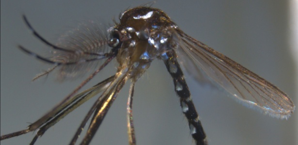 O Brasil continua a ter uma alta incidência de dengue, cujo vírus é transmitido pelo "Aedes aegypti" e "Aedes albopictus", os mesmos mosquitos que transmitem a Chikungunya - Vincent Robert/IRD/AFP