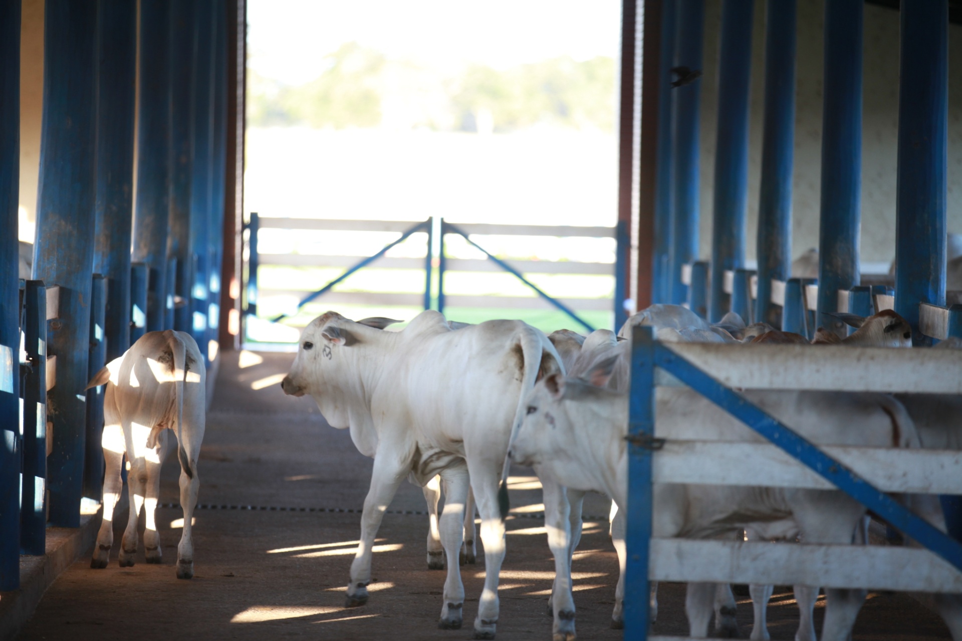 Atualmente, a fazenda É o Amor vende embrião bovino, touros com dois anos e sêmen aos pecuaristas - Divulgação/Fazenda É o Amor