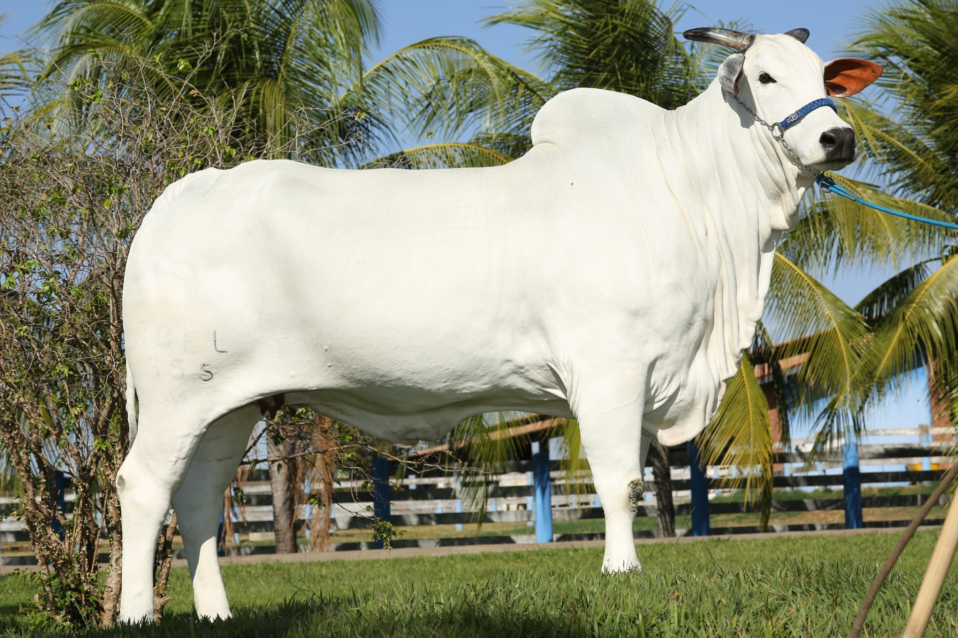 Hoje, o gado de Zezé Di Camargo é composto por 500 matrizes e 10 doadoras (as vacas que doam óvulos para as matrizes reproduzirem) que produzem 350 bezerros por ano - Divulgação/Fazenda É o Amor