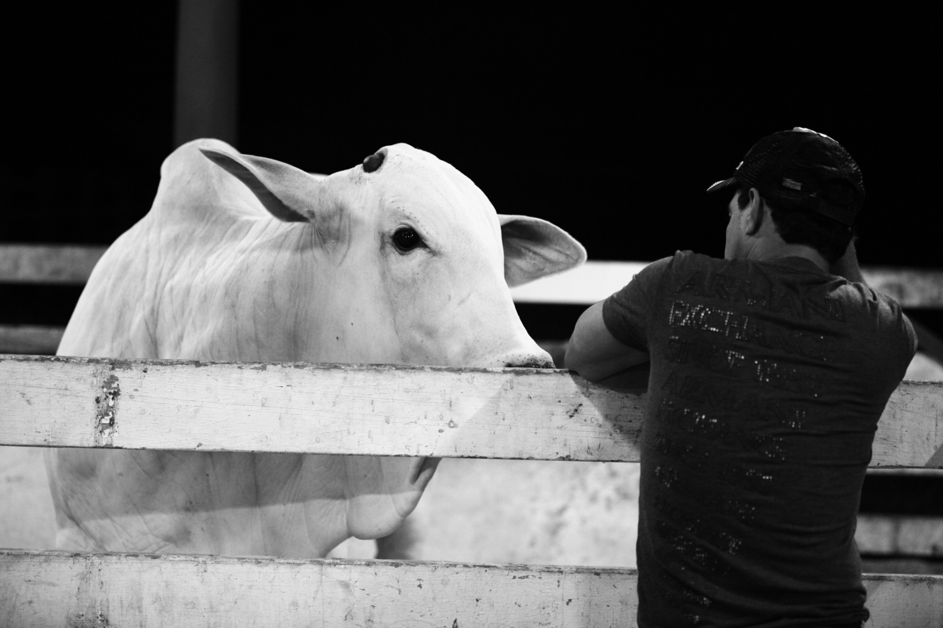 O gado da raça nelore é o mais comum no Brasil. Zezé Di Camargo resolveu investir nos animal de pura origem para agregar valor ao gado e, com isso, obter mais lucro na fazenda - Divulgação/Fazenda É o Amor