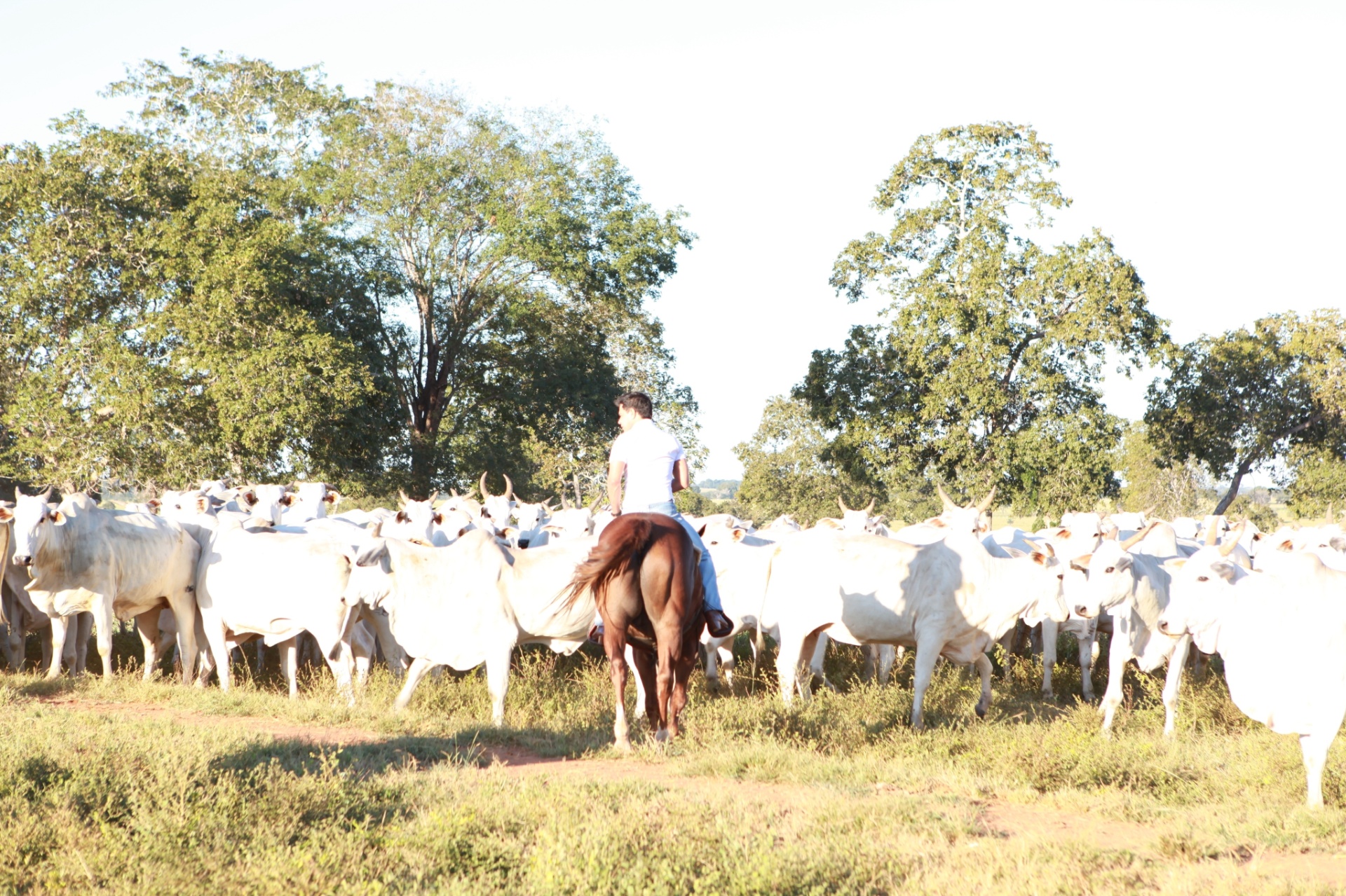 Nas horas vagas, o cantor sertanejo gosta de andar a cavalo em sua propriedade e acompanhar de perto a evolução do gado - Divulgação/Fazenda É o Amor