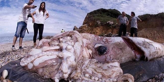 2.out.2013 - Uma lula gigante apareceu morta em uma praia na Espanha. O animal tinha mais de 180 kg e dez metros
