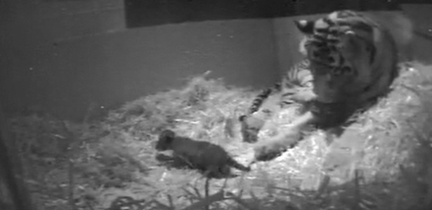 No começo de outubro, câmera registrou parto de tigre raro em zoo de Londres - BBC Brasil 