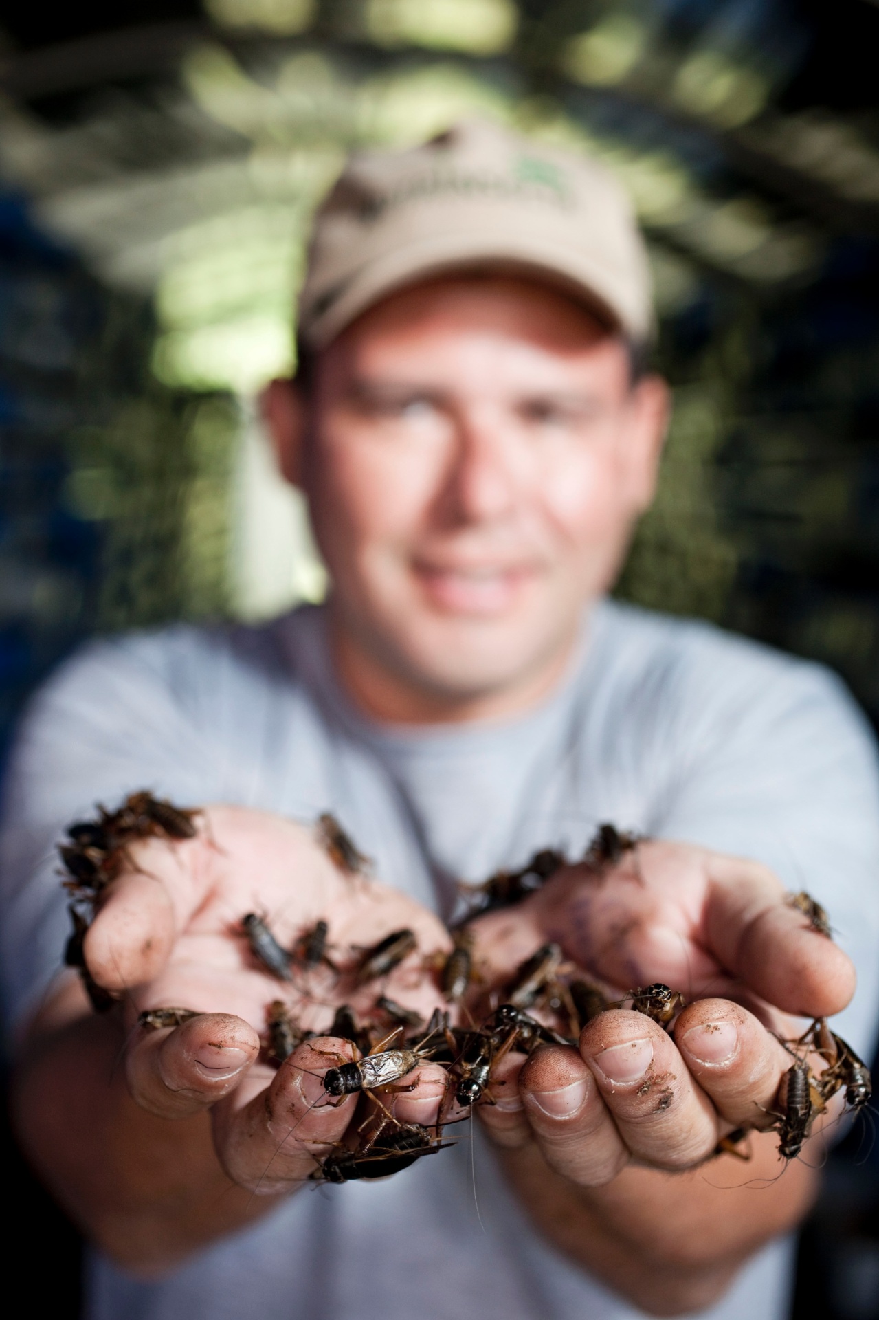 Fundada em 2008, a Nutrinsecta produz de 1,5 a duas toneladas de insetos por mês, como os grilos pretos que, na foto, se movimentam pelas mãos do zootecnista Gilberto Schickler; hoje, a empresa volta sua produção de insetos quase que inteiramente para aves, mas quer criar uma linha para humanos; clique na imagem para ver experimentos culinários e saber mais sobre a produção de insetos - Nidin Sanches/Nitro/Folhapress