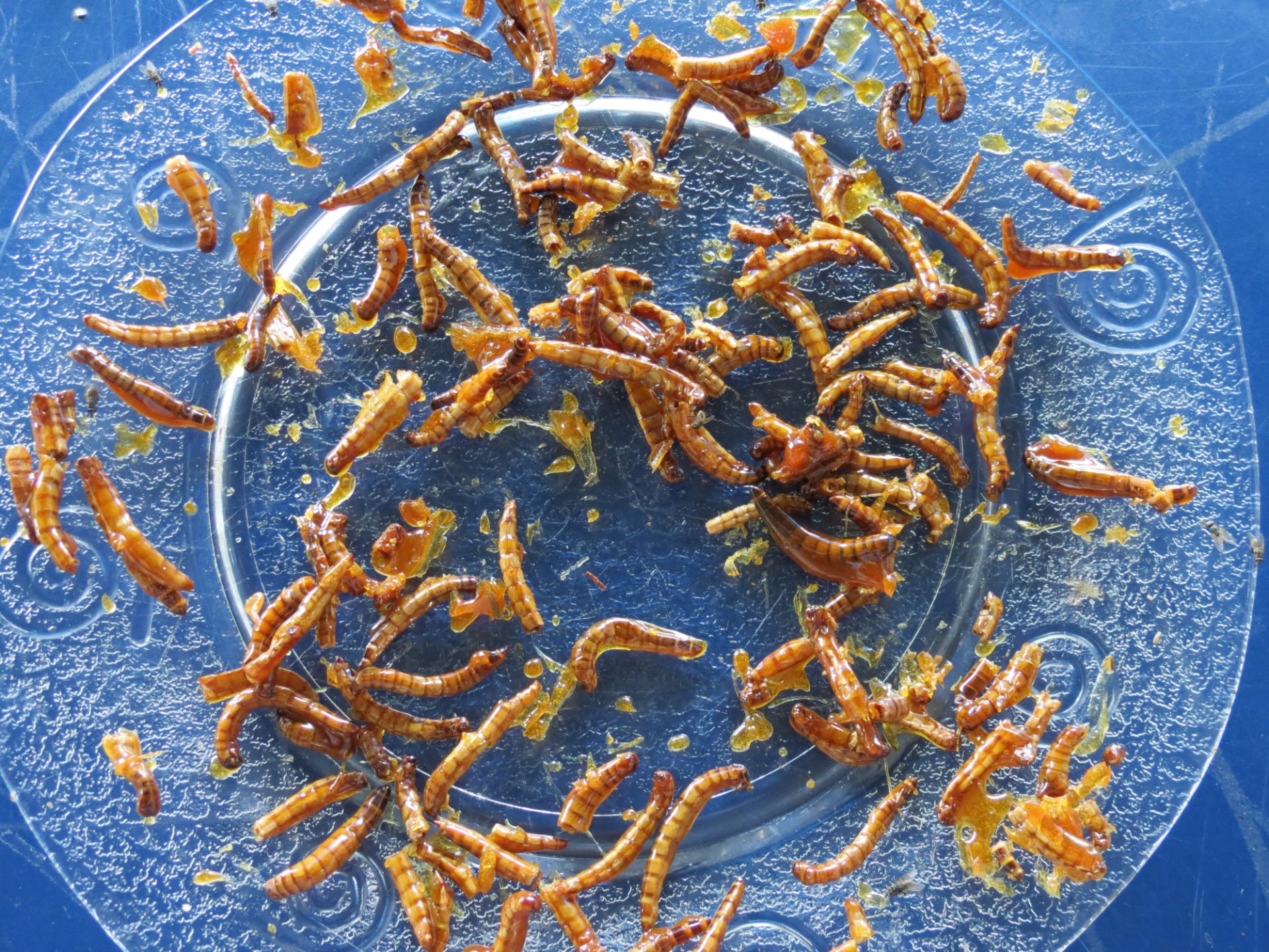 larvas caramelizadas do besouro tenébrio gigante são outro experimento da Nutrinsecta; o doce é oferecido no Parque Ecológico Vale Verde, em Betim (MG) como teste pela empresa. Hoje, ela volta sua produção de insetos quase que inteiramente para aves, mas quer criar uma linha para humanos - Divulgação/Nutrinsecta