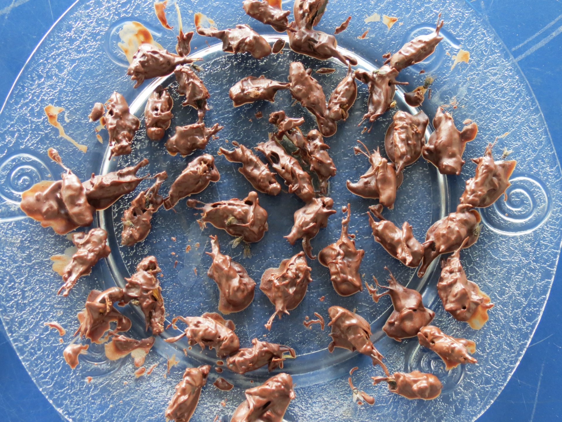 Uma pequena parte das 2 toneladas de insetos por mês que a empresa Nutrinsecta produz em Betim (MG) está sendo usada em experimentos gastronômicos voltados para humanos, como os grilos pretos com cobertura de chocolate da foto; eles poderão se tornar uma nova linha de produtos da empresa, que hoje volta sua produção de insetos à alimentação de aves - Divulgação/Nutrinsecta