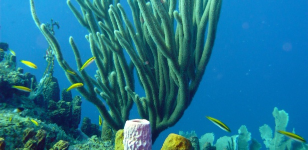 Esponjas podem ter sido os primeiros animais da Terra, revela estudo