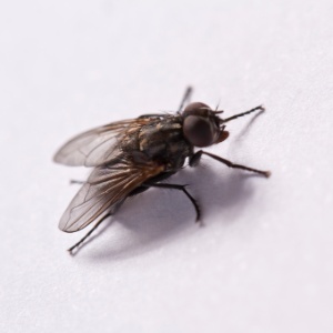 As moscas polígamas aprendem mais rápido, mas morrem mais cedo - Divulgação/Nutrinsecta