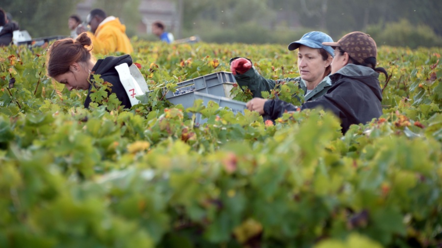 Em foto de 2013, agricultores franceses colhem uvas na região de Bordeaux, uma das piores colheitas da região - Jean-Pierre Muller/AFP