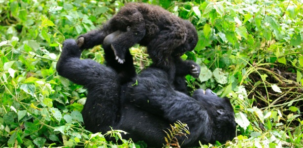 Gorila brinca com filhote no parque nacional de Virunga, na República Democrática do Congo - James Akena/Reuters