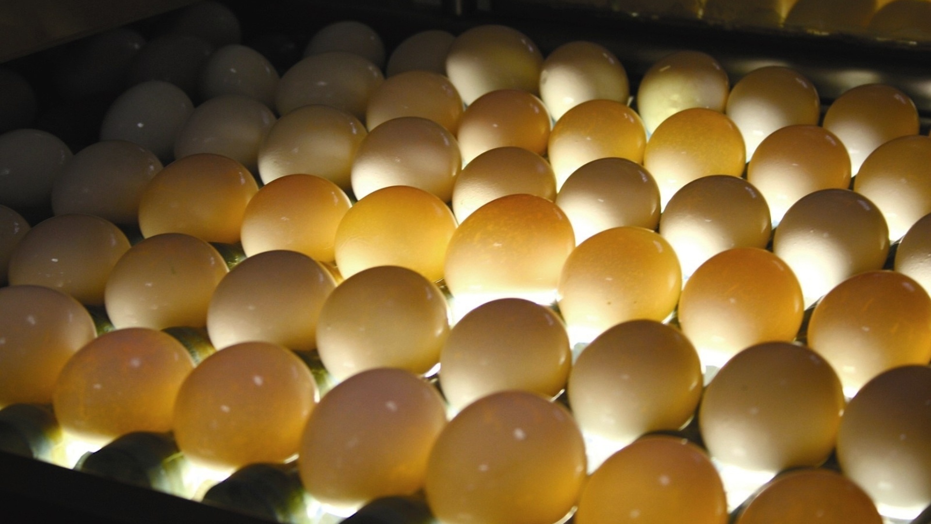 Na indústria de ovos processados - em pó ou líquido -, os ovos são lavados, o que garante a segurança do alimento e impede a contaminação por salmonela, bactéria presente na casca - Divulgação/Sina Cheff