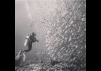 Usuários do Instagram registram (ótimas) fotos debaixo da água; veja - Reprodução/Instagram/@scubadiverslife