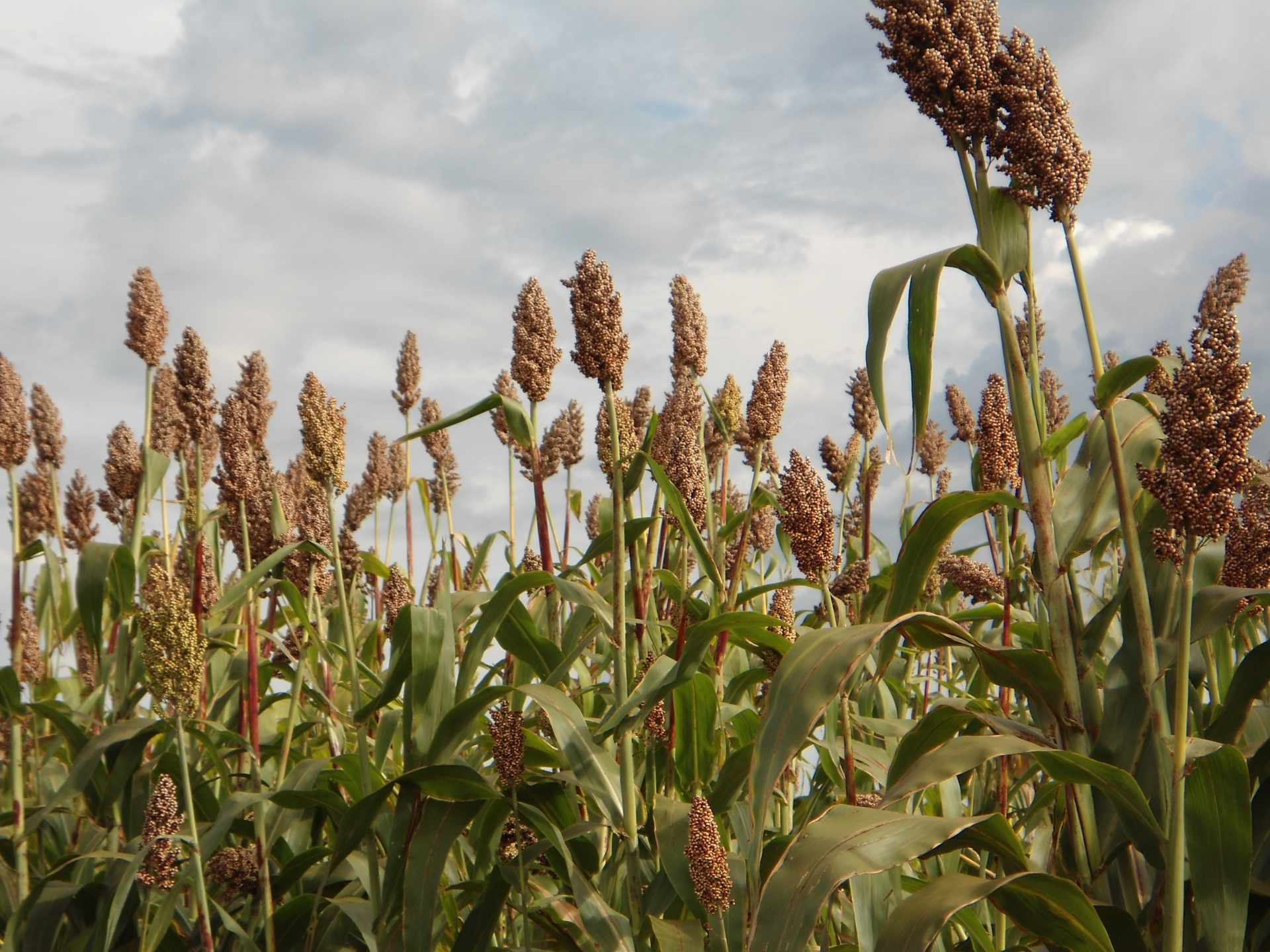 Para produzir mesmo no período de novembro a abril, em que não há colheita de cana, pesquisadores e usinas estão investindo no sorgo como nova fonte do açúcar do qual o etanol é feito. Clique nas imagens para entender mais sobre o assunto - Divulgação/André May