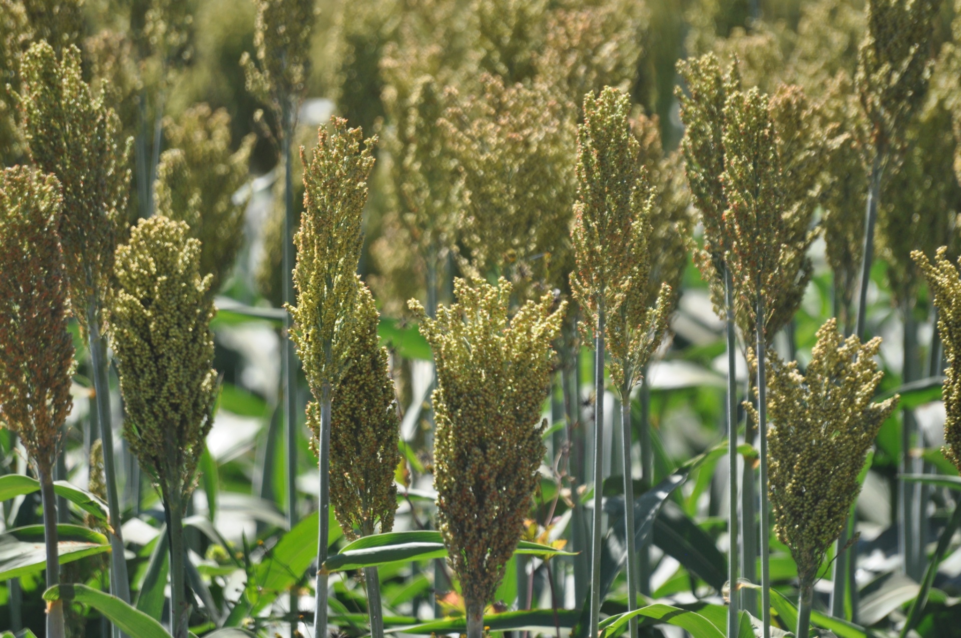 Para ser rentável, o sorgo precisa chegar a uma produtividade de 2,5 mil litros de etanol por hectare; o que ainda não foi atingido nos experimentos com o cultivo. Empresas de tecnologia para o campo e usinas têm pesquisado o uso do sorgo para a produção de etanol na época em que não há colheita de cana - Divulgação/Goreti Braga