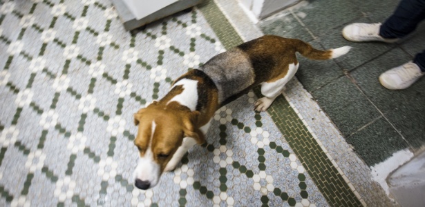 Cão com parte do pelo raspado é retirado de laboratório em São Roque (SP) - Avener Prado/Folhapress
