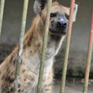 Somalis acreditam que hienas liberam corpo de espíritos que "causam" distúrbios mentais - Getty Images