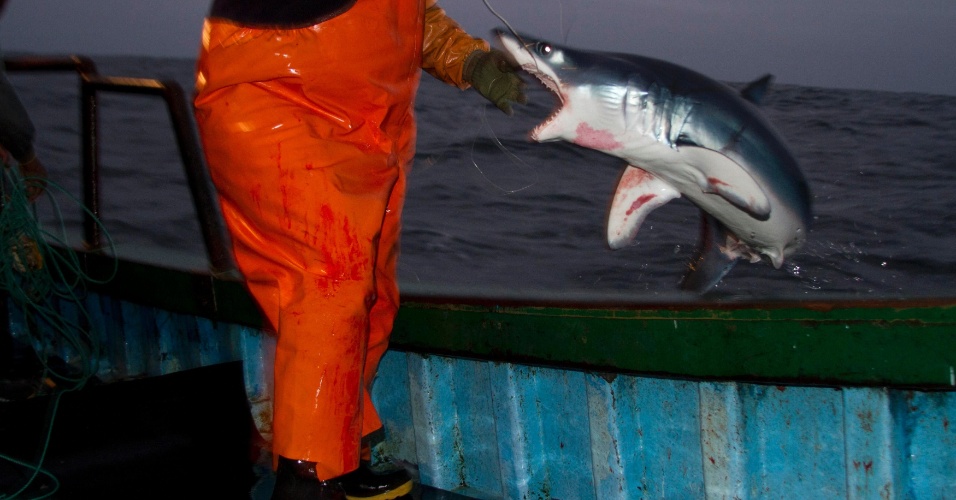 18.out.2013 - Um pescador pega um tubarão no convés de um navio após pescá-lo no litoral sul de Lima, no Peru
