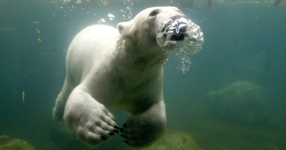 18.out.2013 - Um urso polar com dois anos de idade nada em um lago no zoológico de Wuppertal, na Alemanha