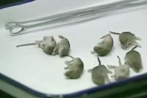 G1 - Inspetores acham 11 ratos 'viajando' de classe executiva na China -  notícias em Planeta Bizarro