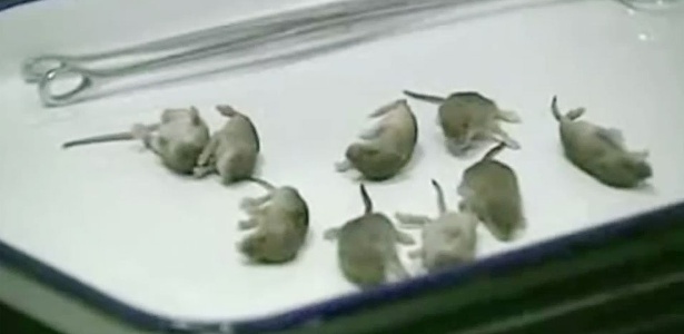 Uma fêmea e seus dez filhotes viviam escondidos embaixo de um assento da aeronave - Reprodução de vídeo