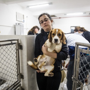 O assunto ganhou destaque depois de ativistas contrários à prática de testes laboratoriais em animais invadirem o laboratório Royal - Avener Prado/Folhapress