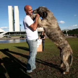 Tosador gera polêmica ao pintar cães para transformar visual dos animais -  RecordTV - R7 Balanço Geral