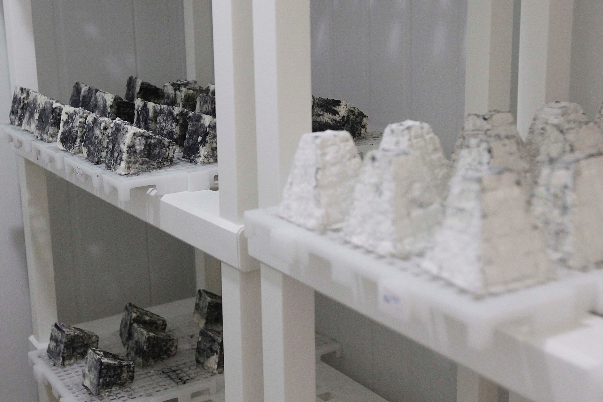 Quando está na câmara fria, o queijo Pirâmide Cendré é envolto com carvão vegetal. Por cima deste pó preto, cresce o mofo branco, dando a aparência final do queijo - Reinaldo Canato/UOL