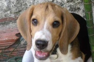 Criador da raça beagle se diz ameaçado - 22/10/2013 - Cotidiano -  Fotografia - Folha de S.Paulo