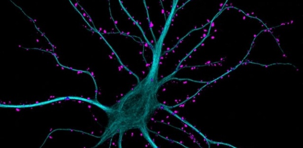 Neurônios são células capazes de processar e transmitir informações a outras células - Small World Nikon/Divulgação