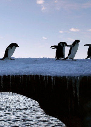 Pinguins caminham em bloco de gelo em Cape Denison, no leste da Antártida