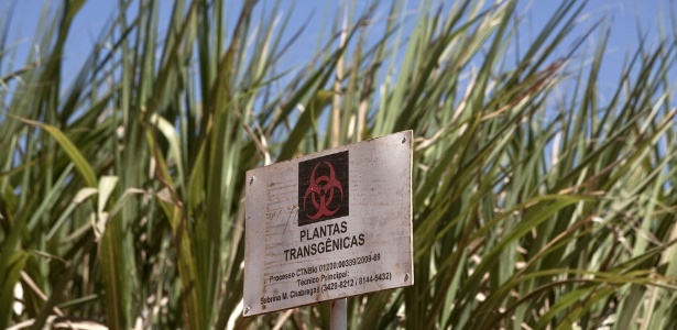 Placa indica cultivo de transgênicos no Centro de Tecnologia Canavieira, em Piracicaba, no interior de São Paulo. Botânico suíço defende que orgânicos e transgênicos podem conviver em harmonia no campo e, ainda, preservar o meio ambiente - Rodrigo Capote/Folhapress