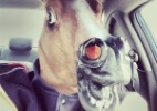 Usuários do Instagram se arriscam com autorretratos ao volante - Reprodução/Webstagram