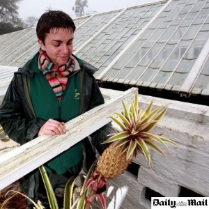 "Abacaxi de luxo" cresce no calor do estrume - Reprodução/Daily Mail