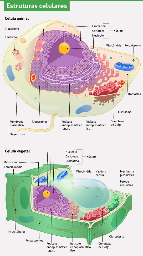 Divisão celular, Fisiologia celular, Biologia