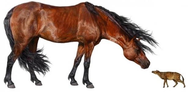 Imagem mostra um cavalo antigo "Hyracotherium" à direita ao lado de um cavalo de hoje em dia - Danielle Byerly/Universidade da Flórida