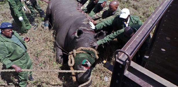 Funcionários do Serviço de Proteção Animal seguram um rinoceronte negro sedado  - AFP