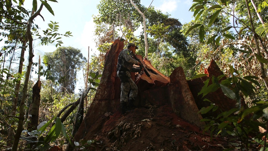 11.nov.2013 - Policial inspeciona árvore arrancada ilegalmente da Floresta Amazônica dentro do parque nacional Jamanxim, próximo à cidade de Novo Progresso, no Pará - Nacho Doce/Reuters