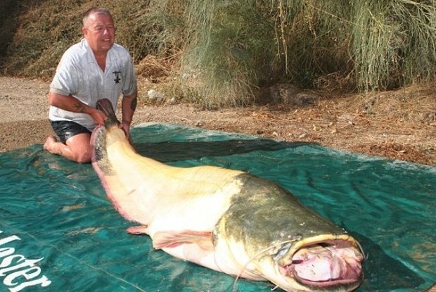 13.nov.2013 - Um britânico pescou um peixe albino de 94 quilos durante pescaria no rio Ebro, na Espanha, e espera reconhecimento pela quebra do recorde. O maior peixe da espécie já pescado tinha 88,9 quilos