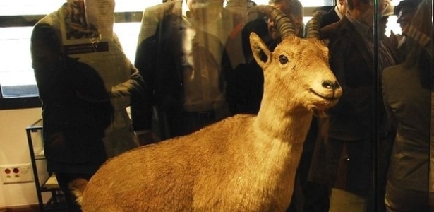 Cientistas vão tentar clonar cabra de montanha extinta - Governo do Aragón/Divulgação