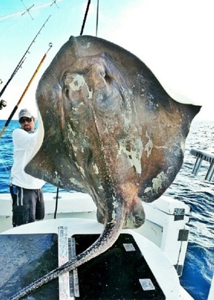 26.nov.2013 - Um pescador da Flórida fisgou uma arraia de 4,27 m das profundezas do mar. O animal é tão velho que tinha crustáceos vivendo na sua superfície. Pesando 362,87 kg, a arraia raramente é visto, por viver em águas muito profundas. Ele foi pescado em Miami Beach