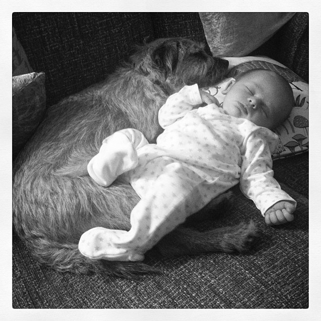 O fotógrafo britânico Gerrard Gethings resolveu clicar a incrível relação de seu cãozinho Baxter com seu filho de dois meses Jarvis, e os dois já se dão bem desde a mais tenra idade