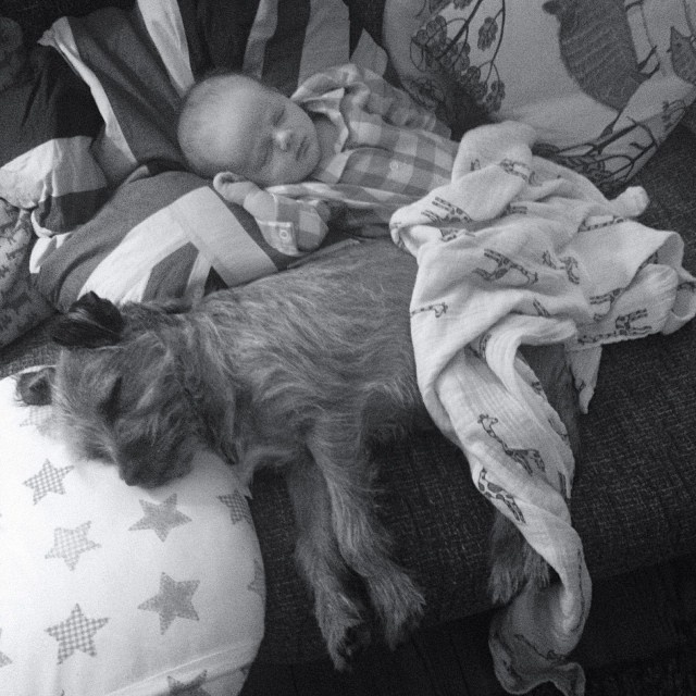 O fotógrafo britânico Gerrard Gethings resolveu clicar a incrível relação de seu cãozinho Baxter com seu filho de dois meses Jarvis, e os dois já se dão bem desde a mais tenra idade
