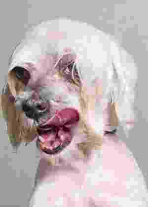 Sophie Gamand/strikingpaws.com/wet-dog/