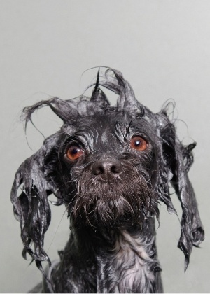 Sophie Gamand/strikingpaws.com/wet-dog/