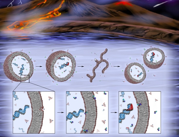 Imagem mostra como teria sido o ciclo da protocélula com síntese de RNA e replicação da célula nos primórdios da Terra - K. Adamala/Science