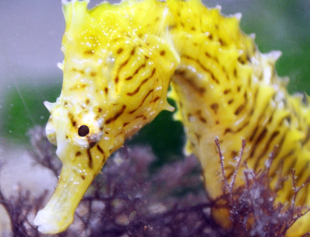 Um olhar mais próximo dos cavalos marinhos (Hippocampus erectus)revelou que que o pequeno peixe marinho é um mestre da discrição. Ele usa características de sua cabeça para pegar as presas, reportaram cientistas na revista Nature Communications - AFP/Nature Communications/Brad Gemmell