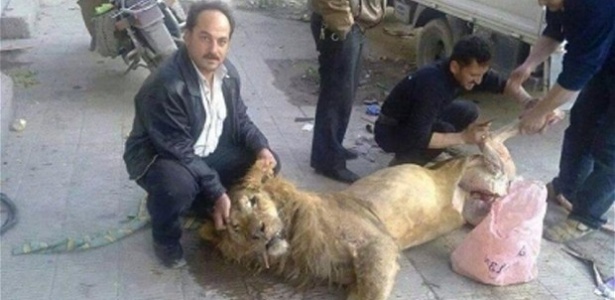 Muitas pessoas alegam que o leão da imagem vivia no zoológico Al-Qarya al-Shama - Reprodução