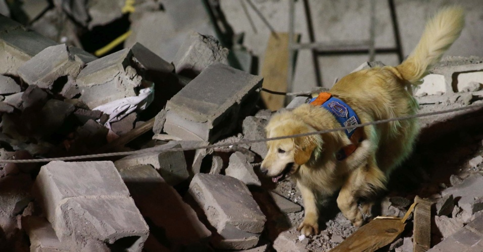 3.dez.2013 - Cachorro ajuda nas buscas a homem desaparecido após o desabamento de um prédio em construção na Vila Leonor, em Guarulhos, na Grande São Paulo